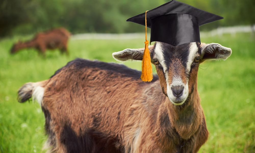 Are Goats Smart?