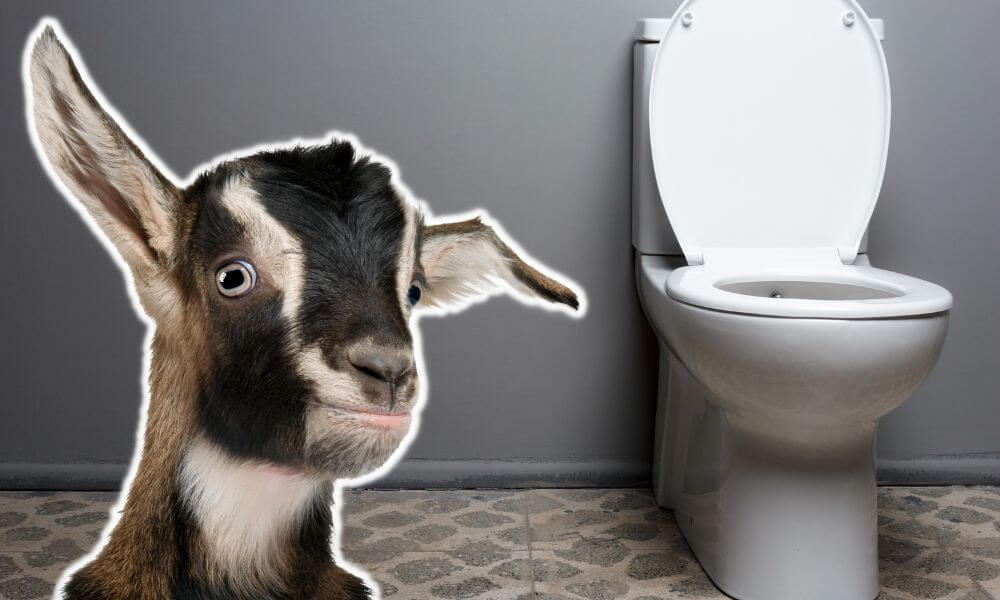 Can Goats Be House Trained?