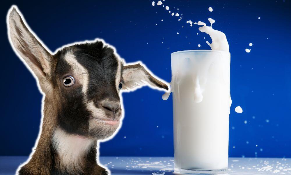 Can Goats Drink Their Own Milk?