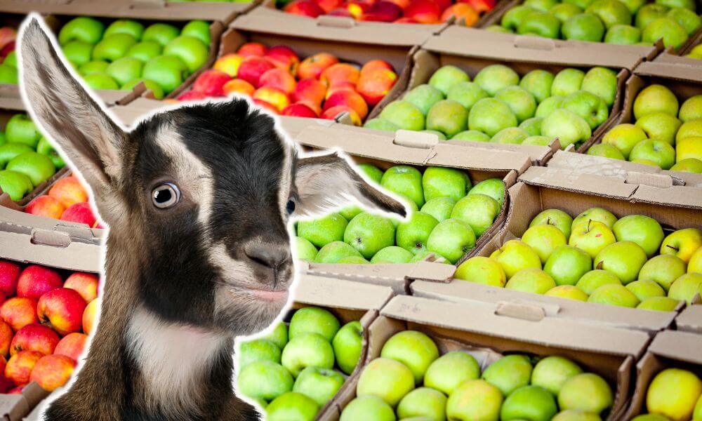 Can Goats Eat Apples
