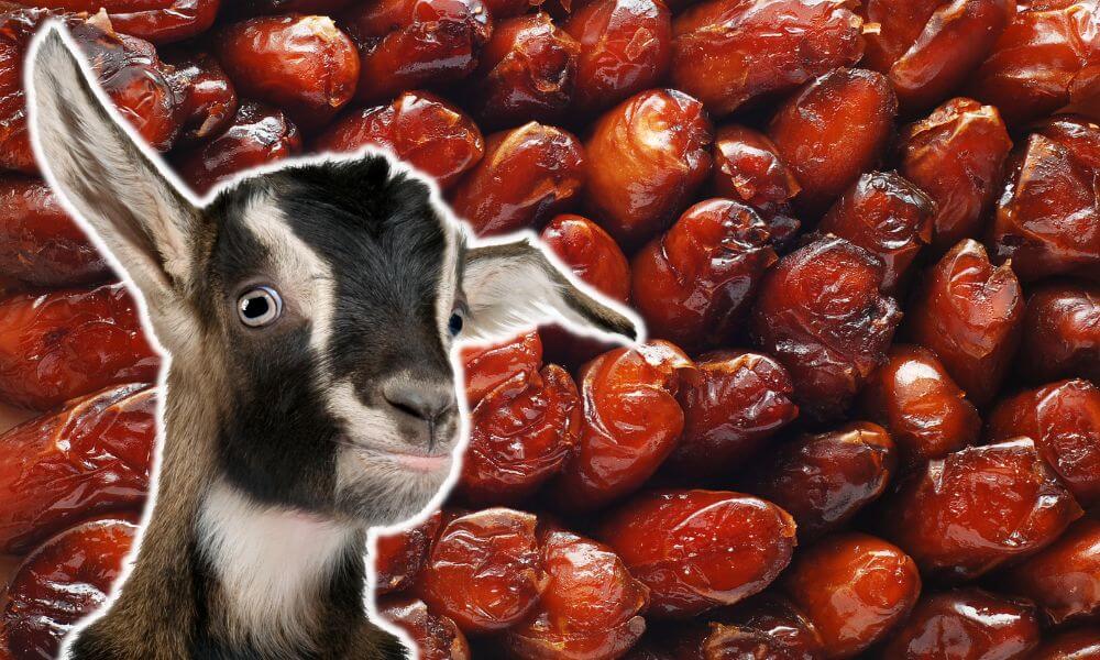 Can Goats Eat Dates?