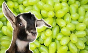 Can Goats Eat Grapes? (Are They Safe?)