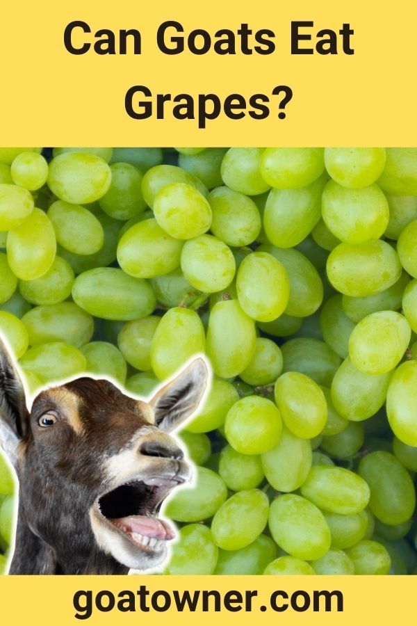Can Goats Eat Grapes? (Are They Safe?) Goat Owner