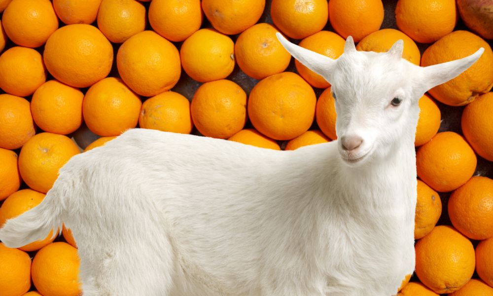 Can Goats Eat Oranges?