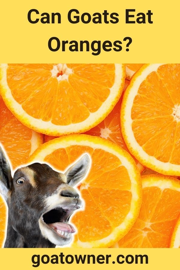 Can Goats Eat Oranges? (Revealed!) Goat Owner