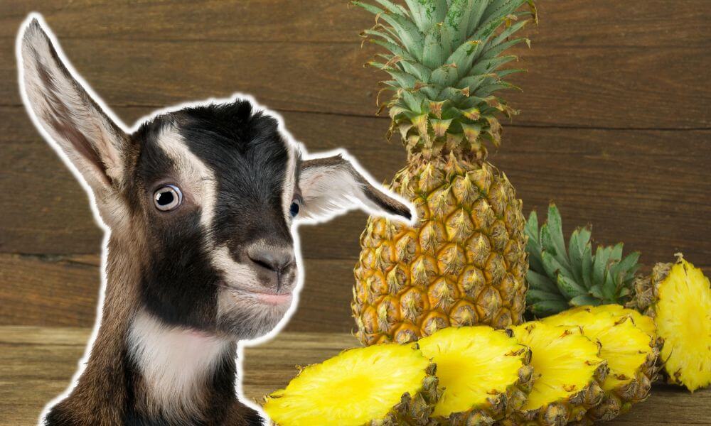 Can Goats Eat Pineapple?