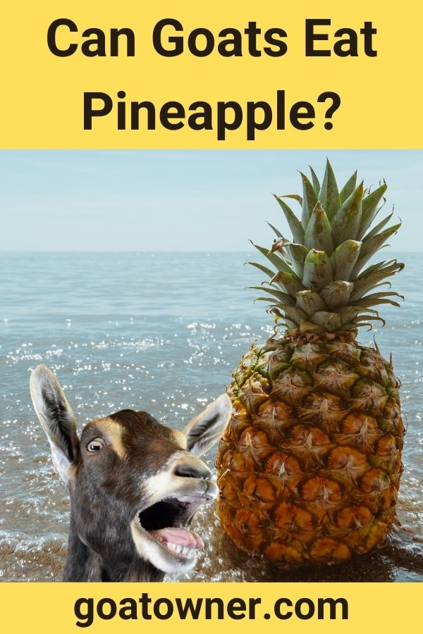 Can Goats Eat Pineapple? (Helpful Content With Photos!) Goat Owner