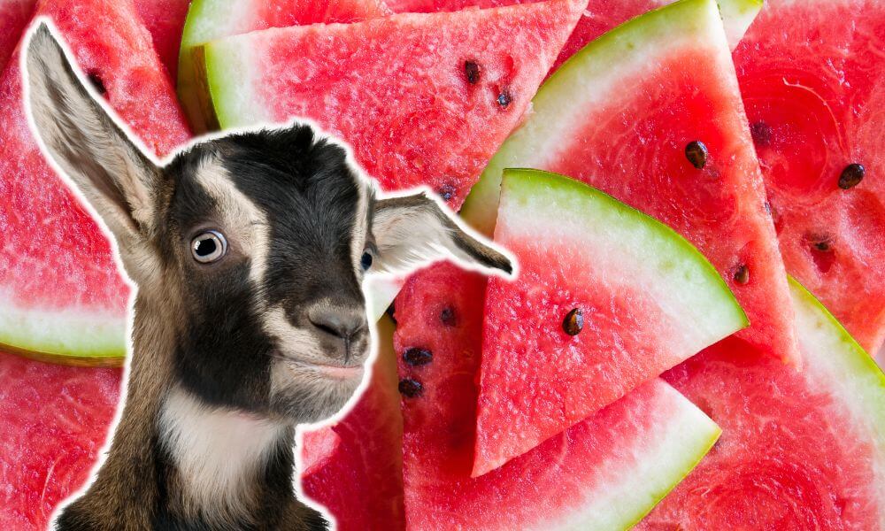 Can Goats Eat Watermelon?