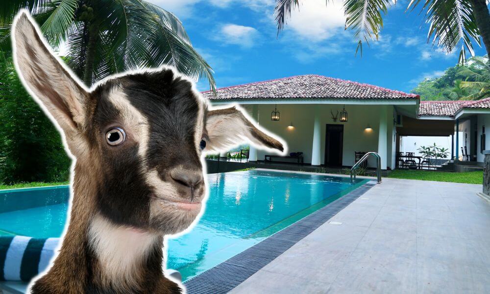 Do Goats Like To Swim?
