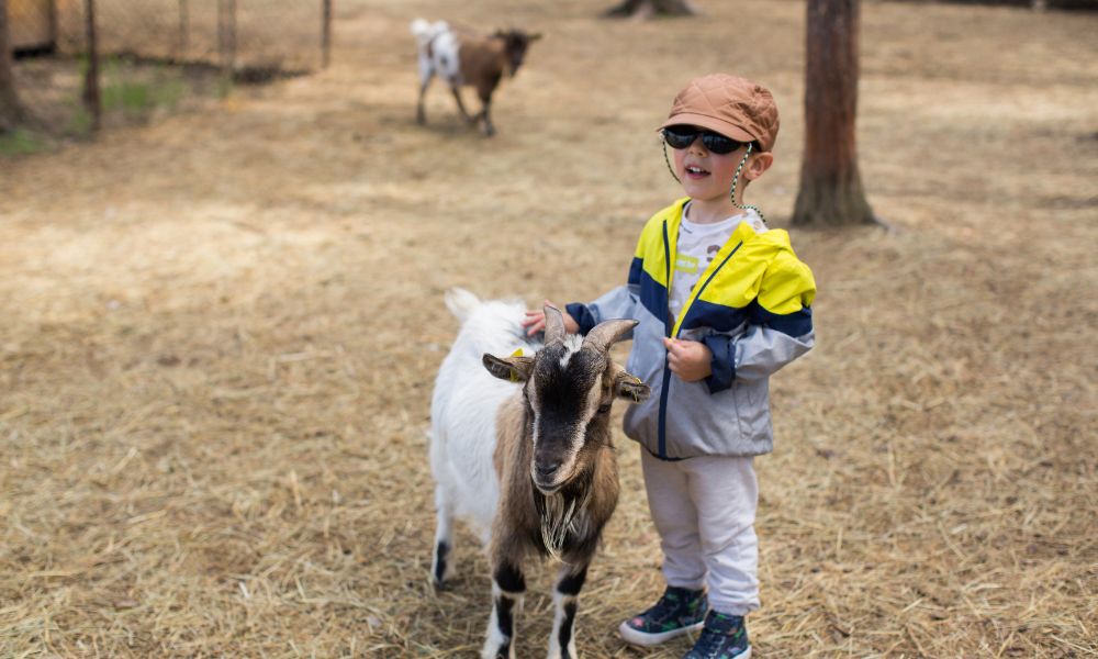 Do Goats Make Good Pets?