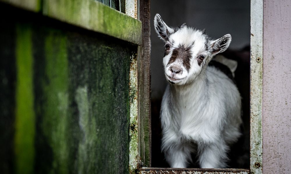 Do Goats Make Good Pets