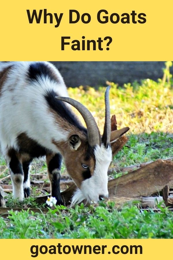 Why Do Goats Faint?
