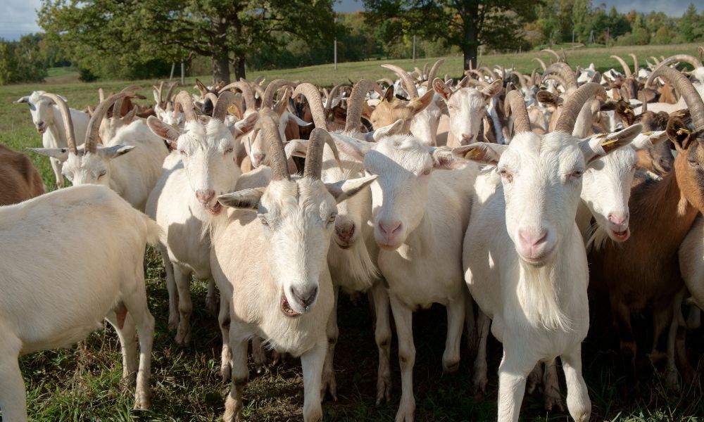 Why Do Goats Headbutt?