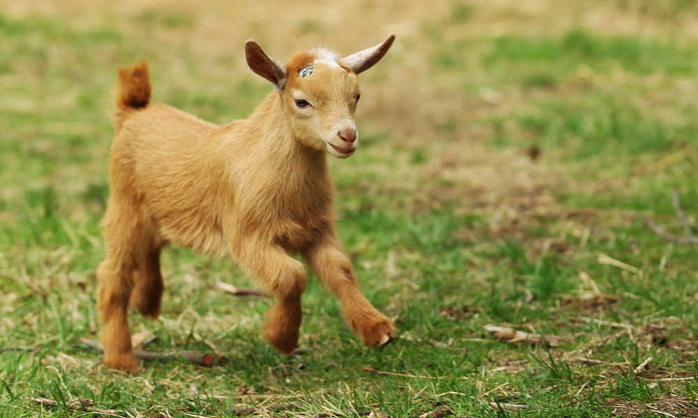 Why Do Goats Headbutt?