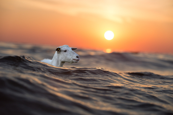 do-goats-like-to-swim-goat-owner