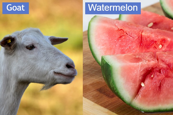 Can Goats Eat Watermelon? - Goat Owner