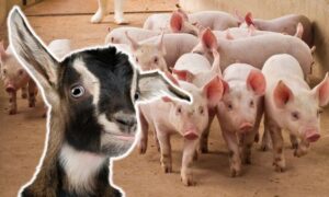 Dynamic Can Pigs And Goats Live Together Moment in HD Dynamic Can Pigs And Goats Live Together Moment in HD
