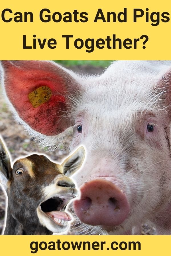 Mesmerizing Can Goats And Pigs Live Together Background for Desktop Mesmerizing Can Goats And Pigs Live Together Background for Desktop