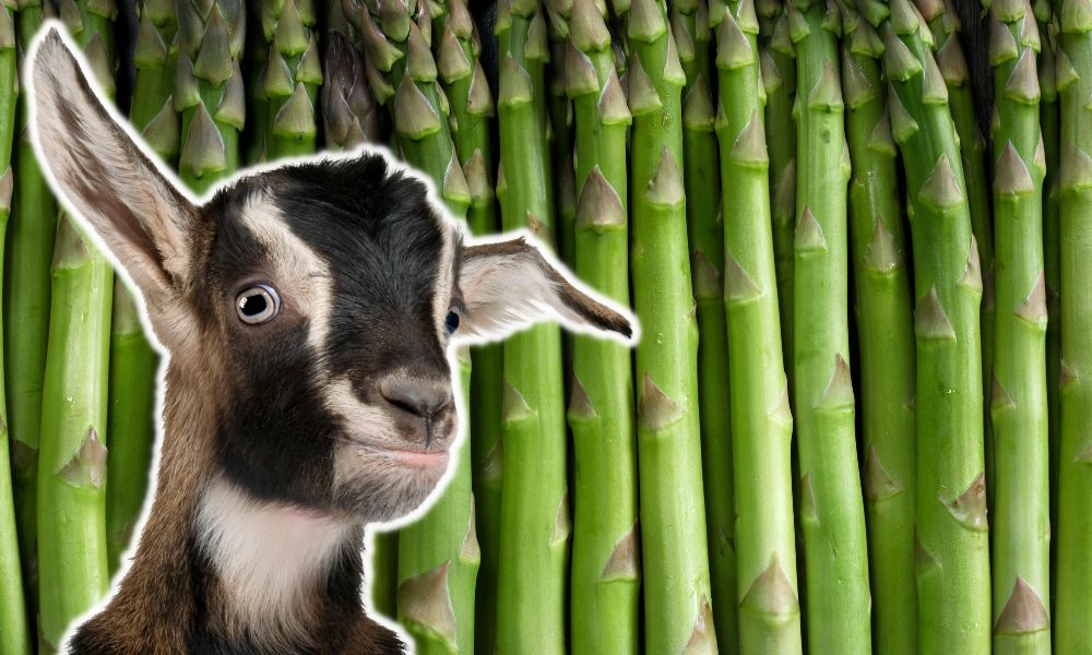 Can Goats Eat Asparagus?