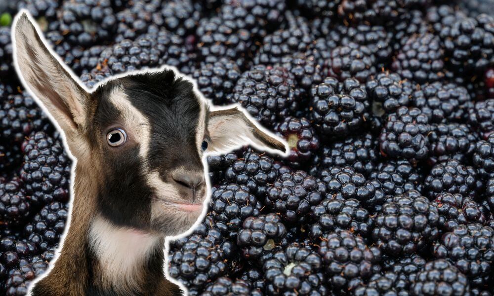 Can Goats Eat Blackberries?