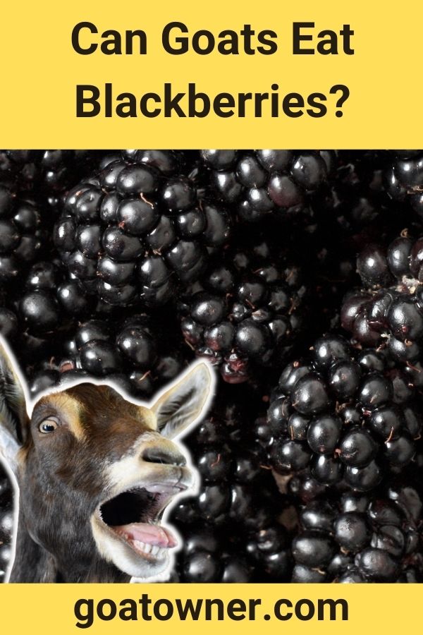 can-goats-eat-blackberries-answered-goat-owner