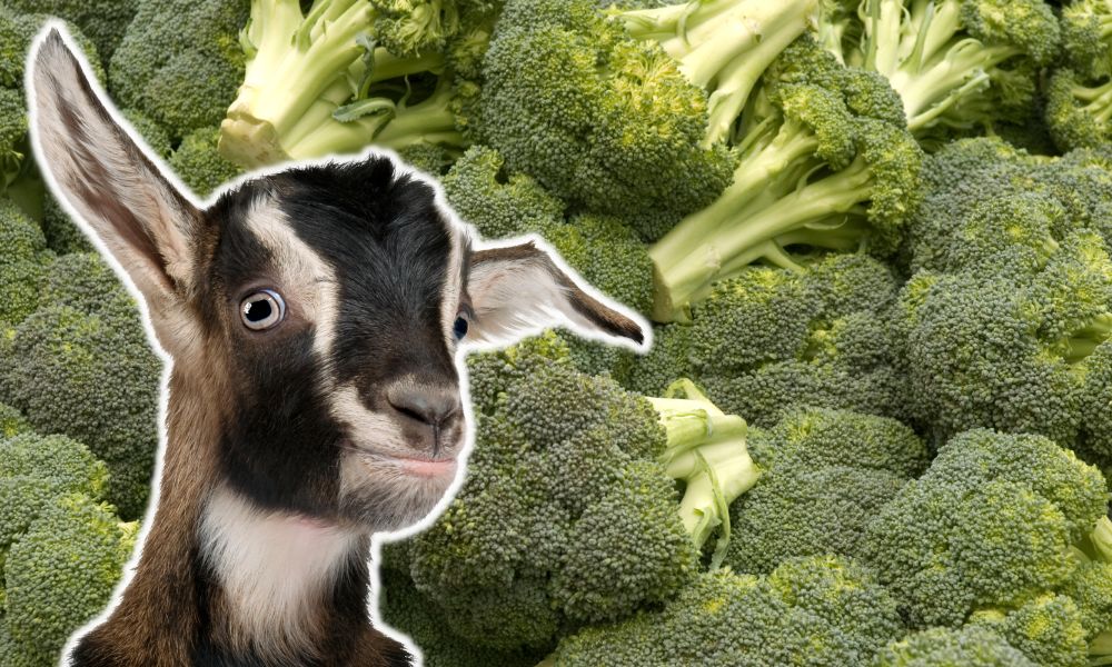 Can Goats Eat Broccoli?