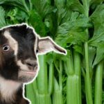 Can Goats Eat Celery?