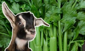 Can Goats Eat Celery? Safe Feeding Guide + Benefits & Risks