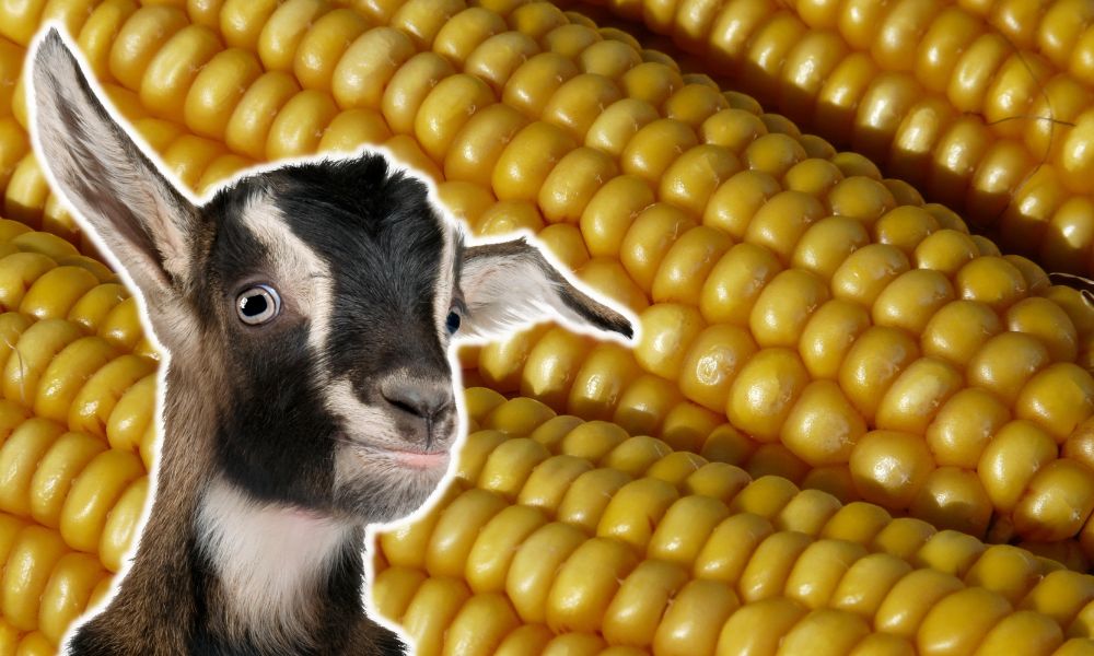 Can Goats Eat Corn?