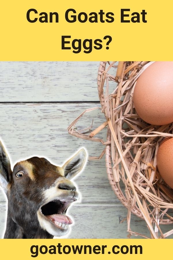 Can Goats Eat Eggs?