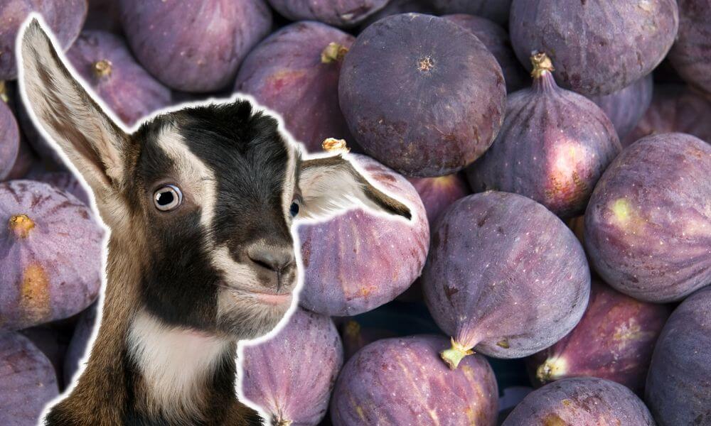 Can Goats Eat Figs?