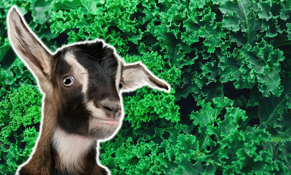 Can Goats Eat Kale