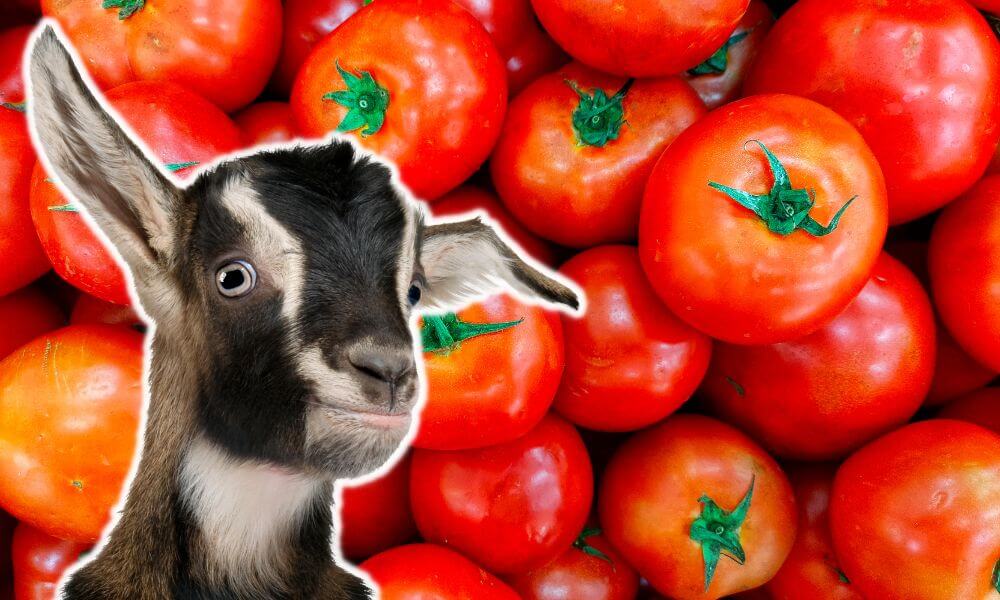 Can Goats Eat Tomatoes?