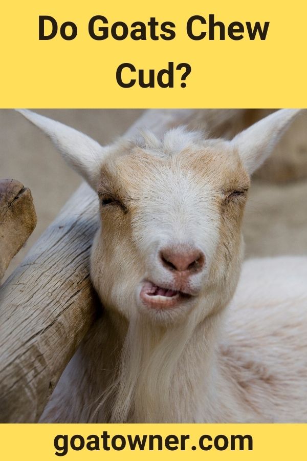 Do Goats Chew Cud?