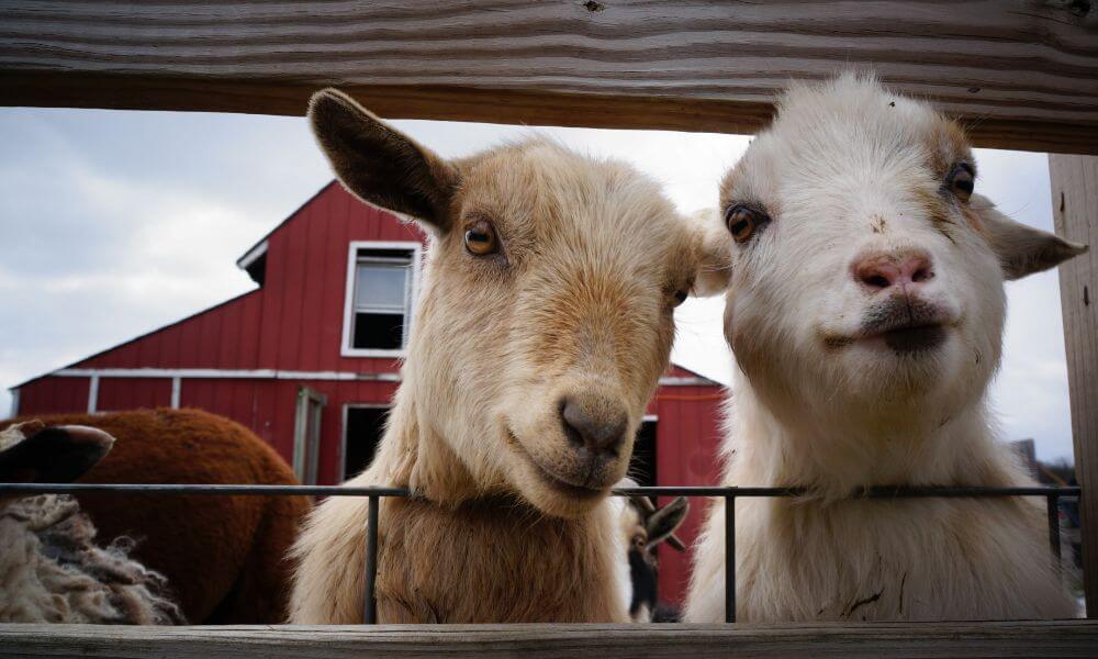 Are Goats Friendly?
