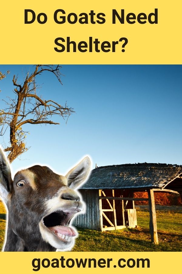 Do Goats Need Shelter Find Out Goat Owner