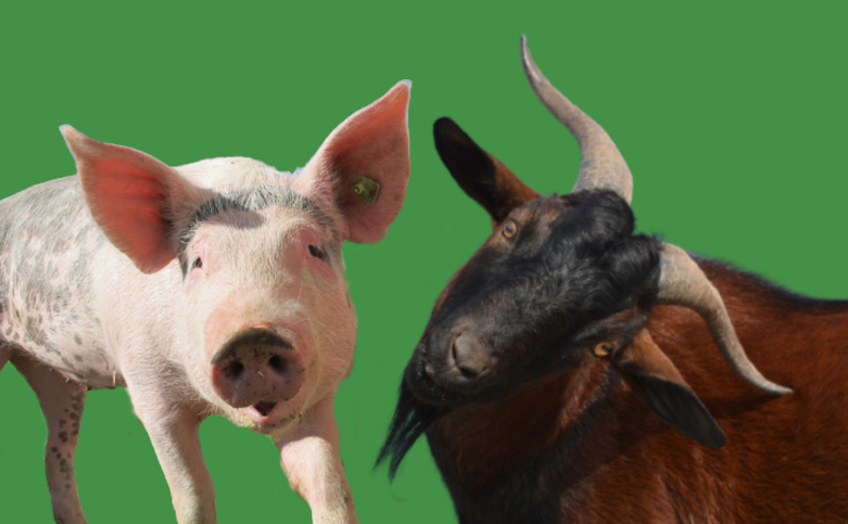 Can Goats And Pigs Live Together? - Goat Owner