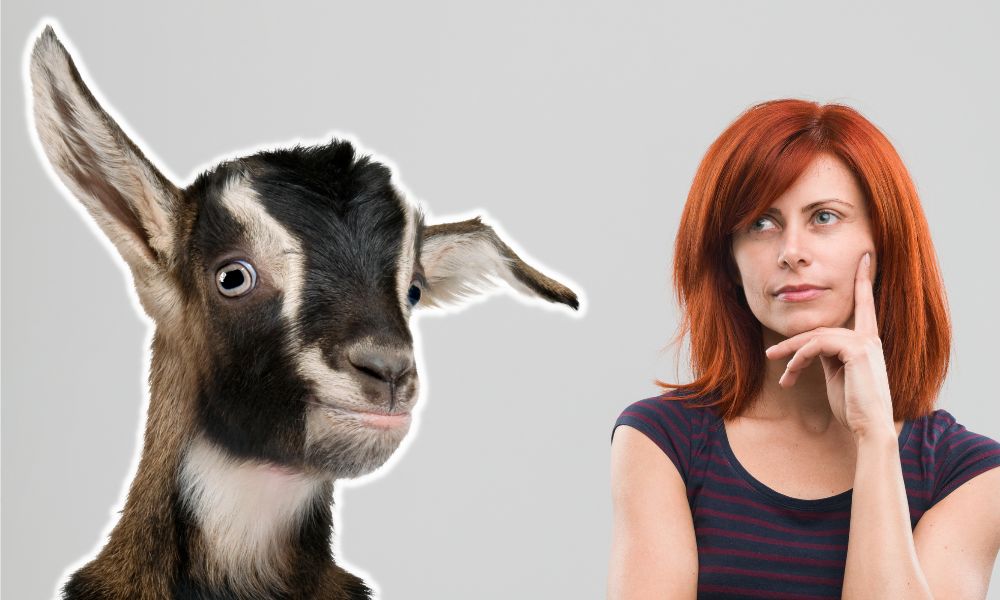 Are Goats Easy To Look After?
