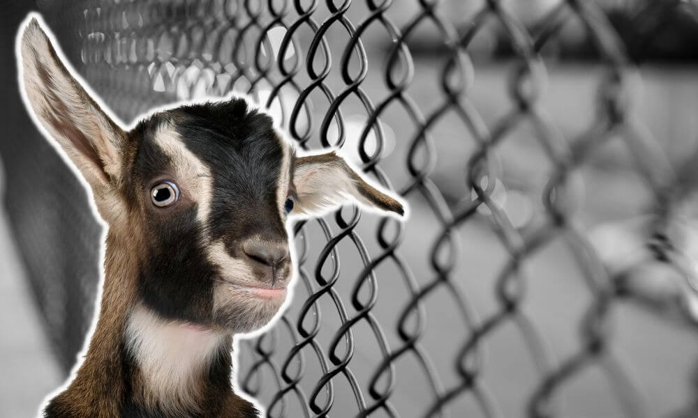 Best Fencing For Goats