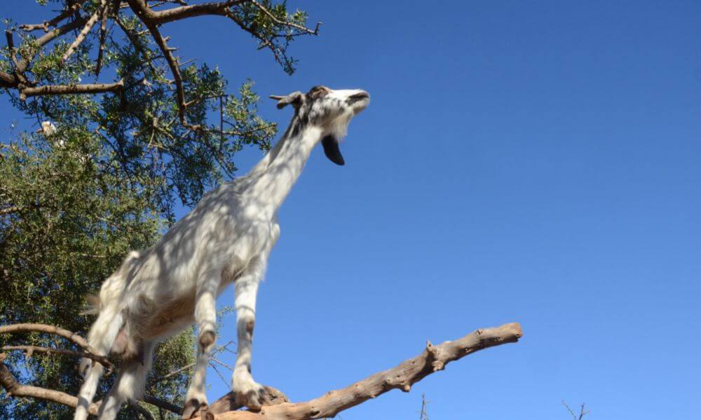 Can Goats Climb Trees?