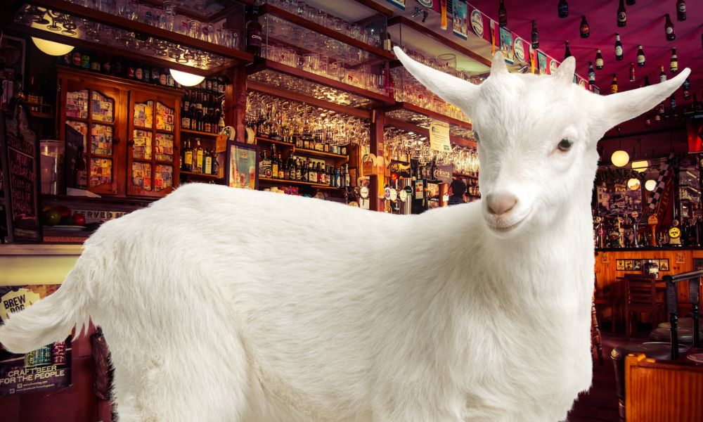 Can Goats Drink Beer?