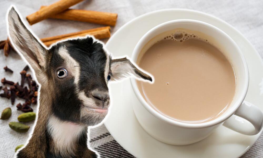 Can Goats Drink Tea