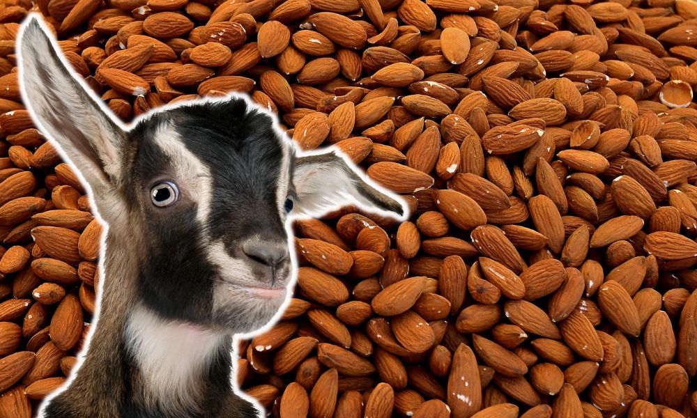 Can Goats Eat Almonds?