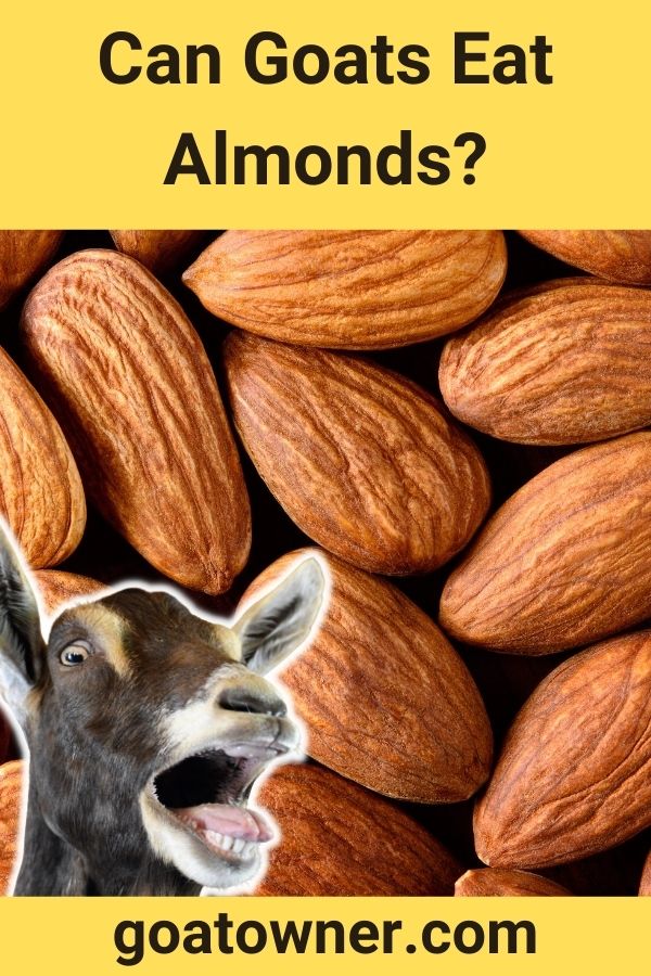 Can Goats Eat Almonds? (Are They Safe?) Goat Owner