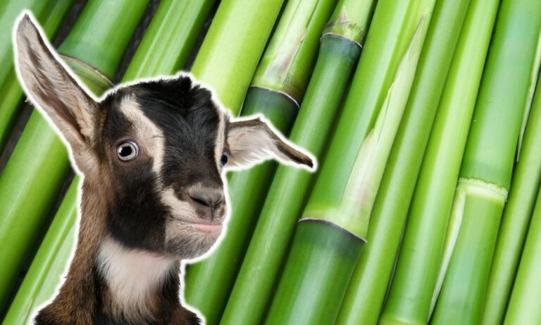 can-goats-eat-bamboo-is-bamboo-safe-for-goats-goat-owner