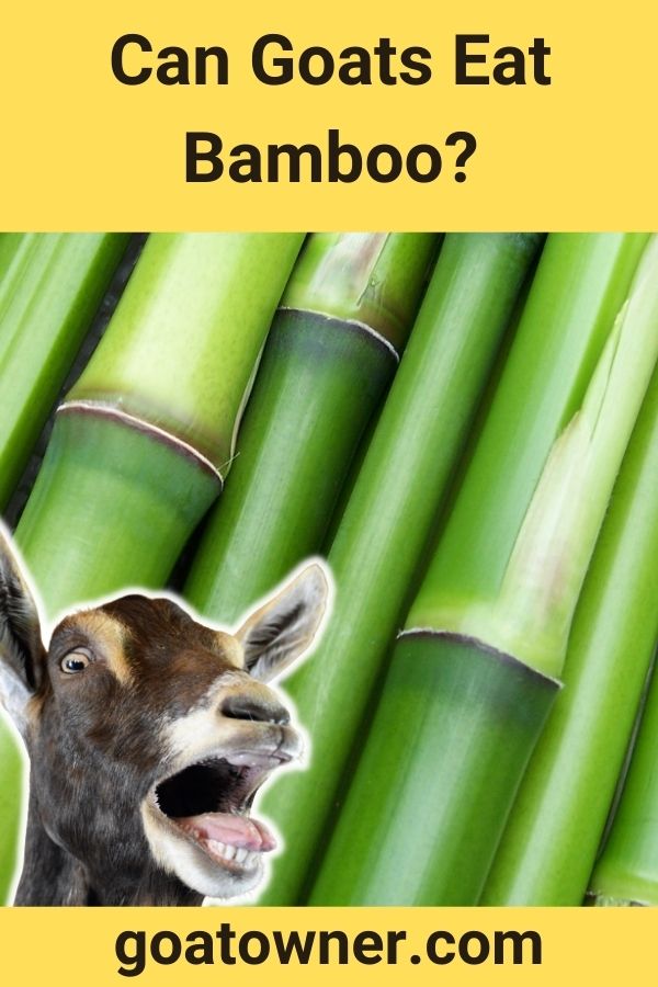 Can Goats Eat Bamboo? (Is Bamboo Safe For Goats?) Goat Owner