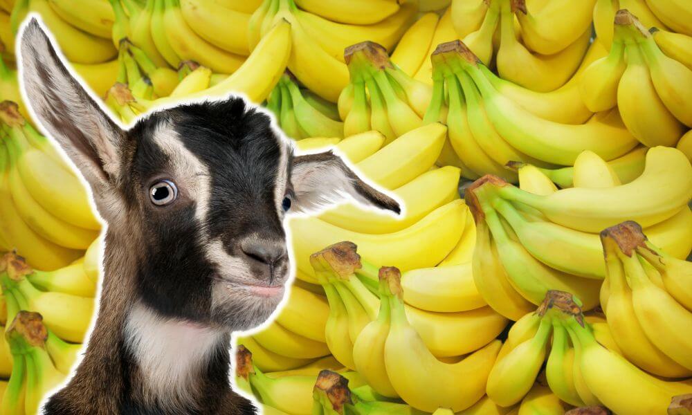 Can Goats Eat Bananas?