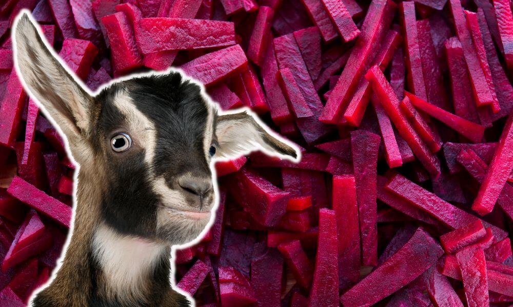 Can Goats Eat Beets?
