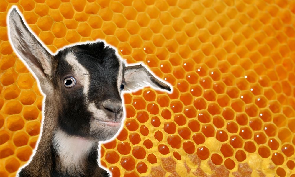 Can Goats Eat Honey?