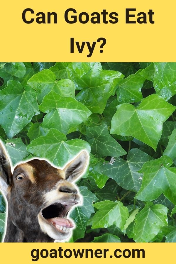 Can Goats Eat Boston Ivy at Esther Cunningham blog